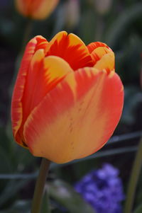 Close-up of orange tulip