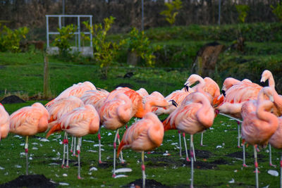 Flock of birds in lake