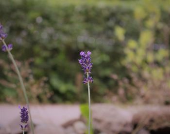 Close-up of purple flowers blooming outdoors