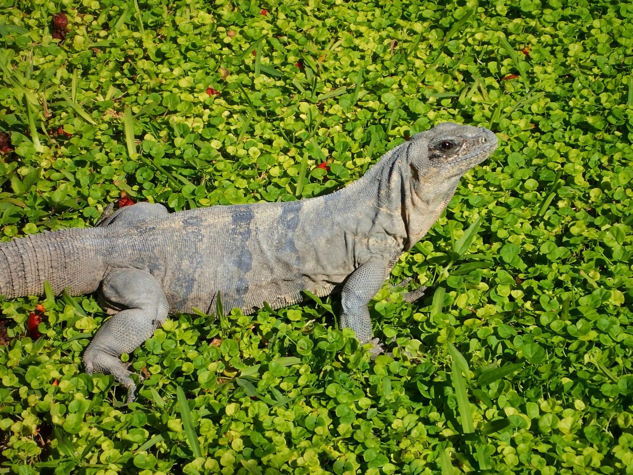 animal, one animal, animal themes, animal wildlife, reptile, animals in the wild, green color, vertebrate, plant, nature, no people, growth, land, day, lizard, field, outdoors, side view, plant part, iguana