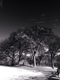 Bare trees at night