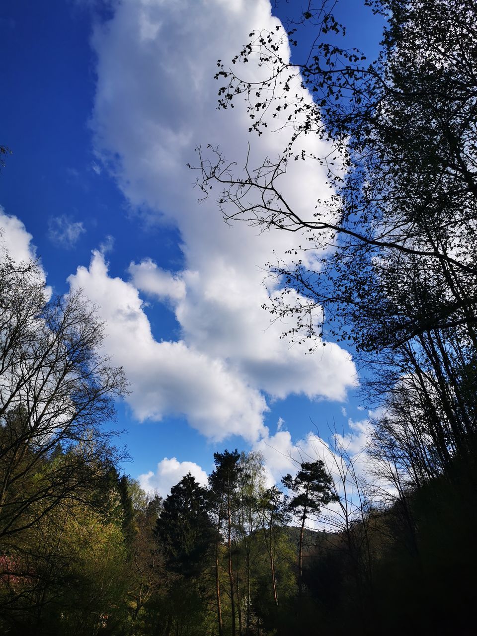 LOW ANGLE VIEW OF TREES ON LANDSCAPE AGAINST BLUE SKY
