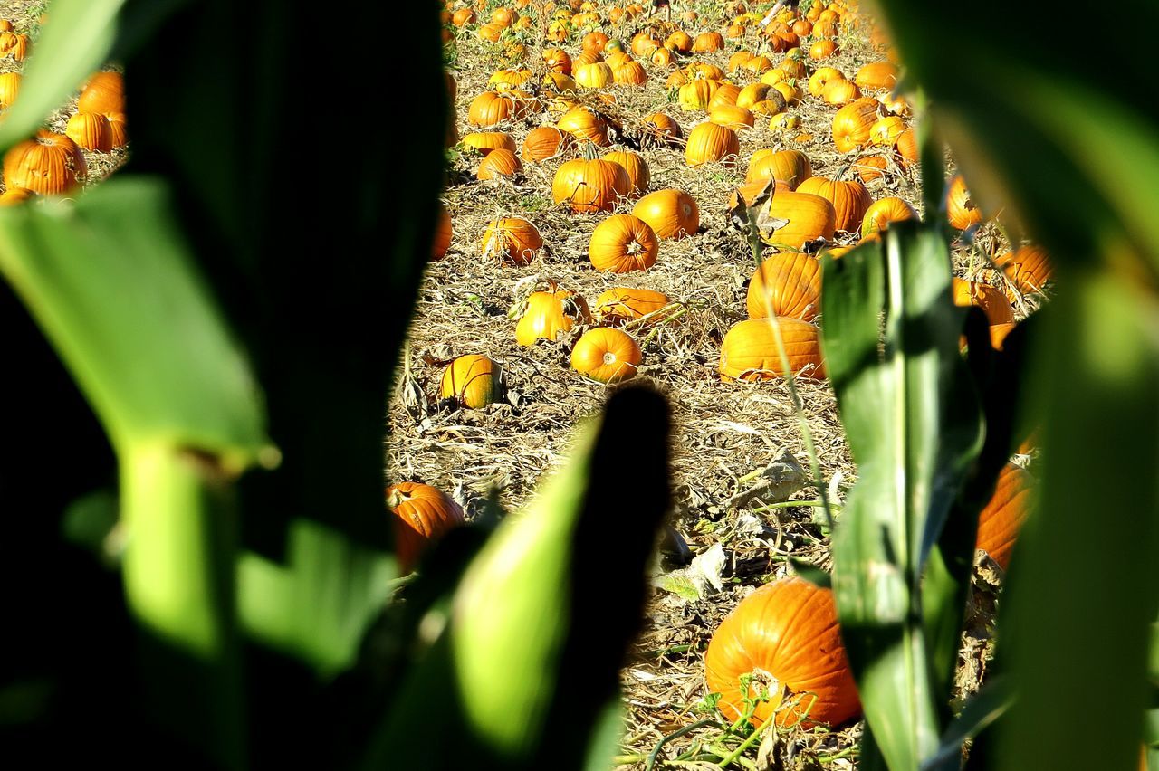 Cornstalks, pumpkins