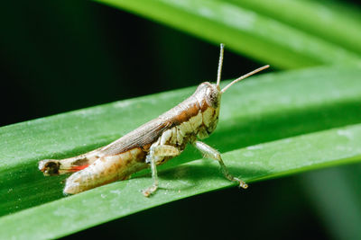 Close-up of grasshopper on leaf