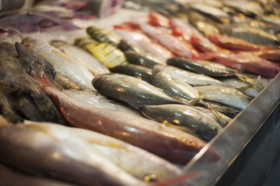 Close-up of fish for sale in market