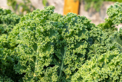 Close-up of fresh green plants