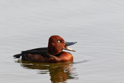 Duck swimming in a lake