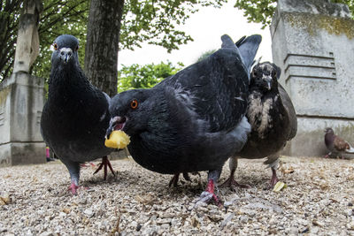 Close-up of birds on field