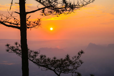 Silhouette tree against romantic sky at sunset