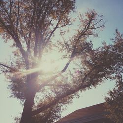 Sun shining through trees