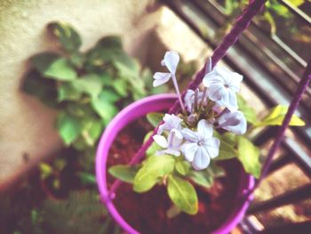 Close-up of purple flowers blooming outdoors