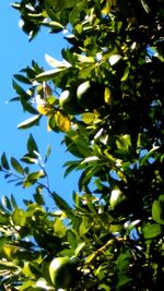 Low angle view of tree against blue sky