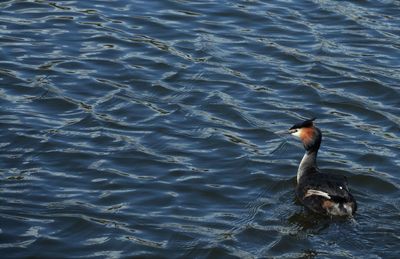 High angle view of crested grebe swimming in river