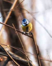 Close-up of bird perching on branch