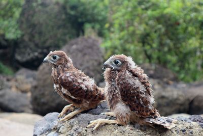 Close-up of birds perching on rock