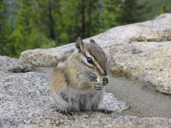 Portrait of squirrel sitting on rock