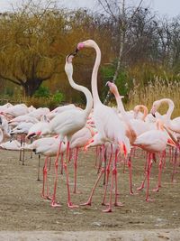 Flock of birds on field by lake