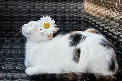 A cute tricolor cat, a kitten lies on an armchair with a chamomile behind its ear. funny animals. 