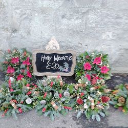 Close-up of plants against wall