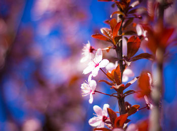 Close-up of flowers against blurred background