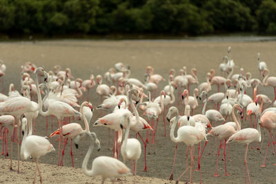 Flamingoes in ras al khor wildlife sanctuary, ramsar site, flamingo hide2, dubai, uae