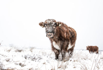 A hardy, rare breed highland cow or cattle standing in a snow storm in winter with copy space
