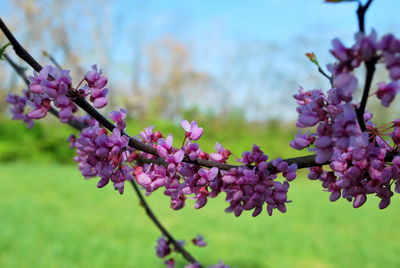 Close-up of cherry blossom tree