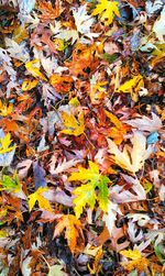 Maple leaves on tree trunk