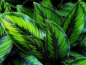 Close-up of palm leaves