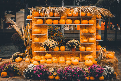 Pumpkins at the pumpkin festival