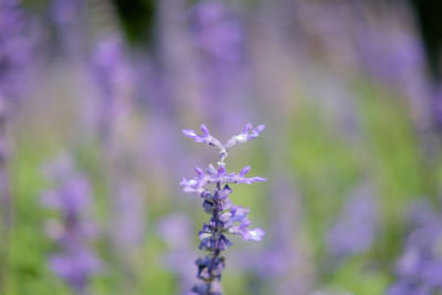 Close-up of purple flowering plant