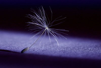 Close-up of firework display at night