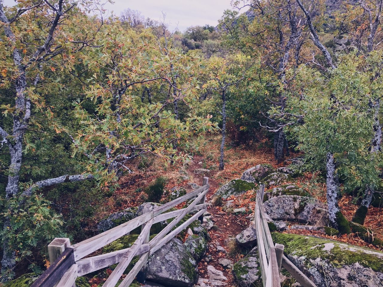 TREES AND PLANTS IN FOREST