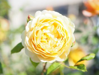 Close-up of yellow rose