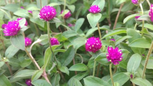 Close-up of pink flowers blooming outdoors