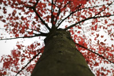 Low angle view of tree against sky