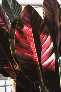 Close-up of plant part in greenhouse