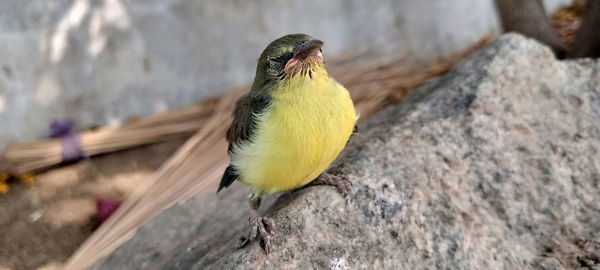 Close-up of bird perching on wood