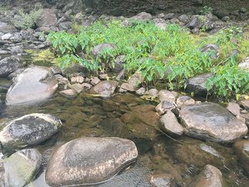 High angle view of plants growing in park