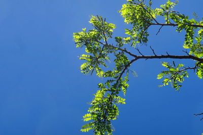 Low angle view of tree against blue sky