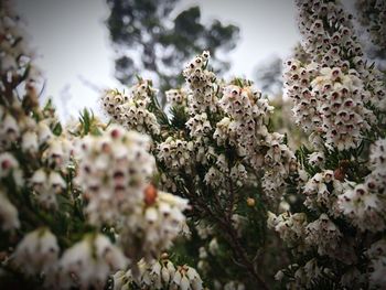 Close-up of white flowers