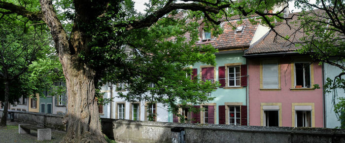 House by tree in town