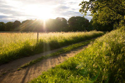 Scenic view of field against bright sun