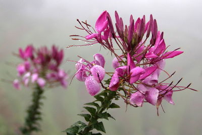 Close-up of pink flowers blooming on tree