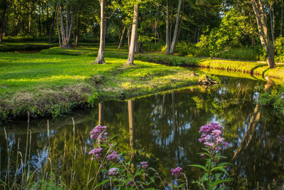 Scenic view of lake in forest