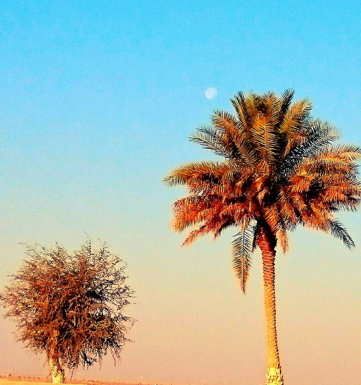 clear sky, tree, low angle view, copy space, branch, growth, tranquility, blue, nature, tree trunk, beauty in nature, palm tree, scenics, tranquil scene, no people, outdoors, orange color, tall - high, sunset, autumn