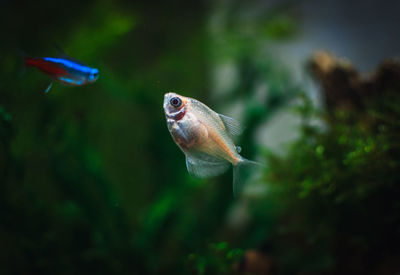 Close-up of fish swimming in sea