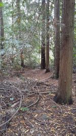 Trees in forest