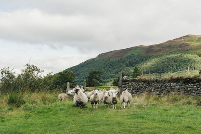 View of sheep on field against sky