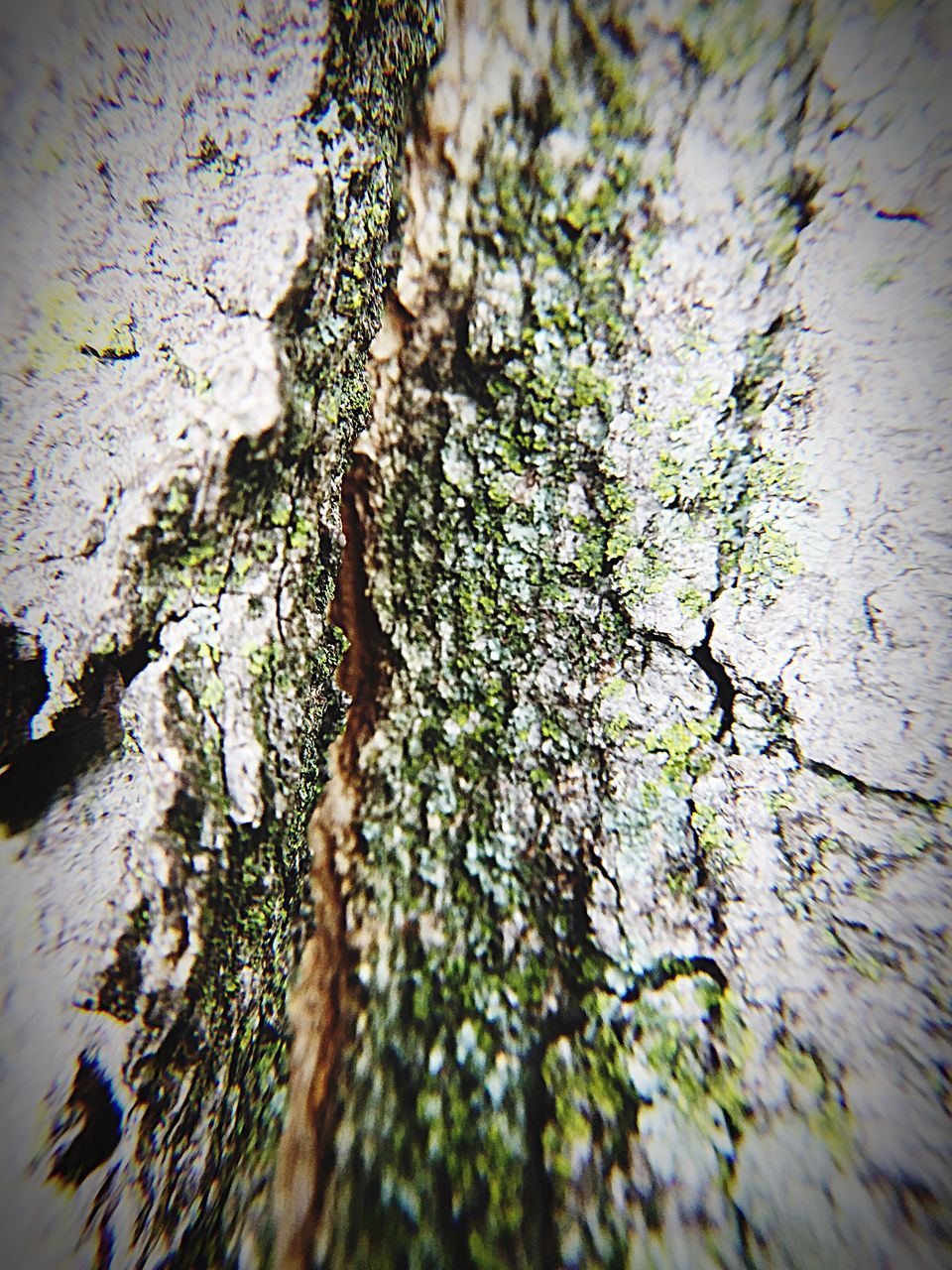 CLOSE-UP OF TREE STUMP ON MOSS